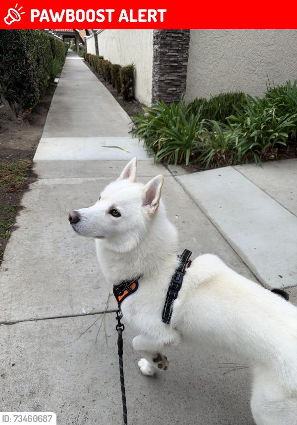 Lost Male Dog last seen Brookhurst, Huntington Beach, CA 92646