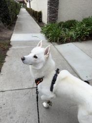 Lost Male Dog last seen Brookhurst, Huntington Beach, CA 92646