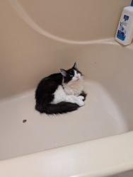 Lost Male Cat last seen Oak meadows and forest park, Derby, KS 67037