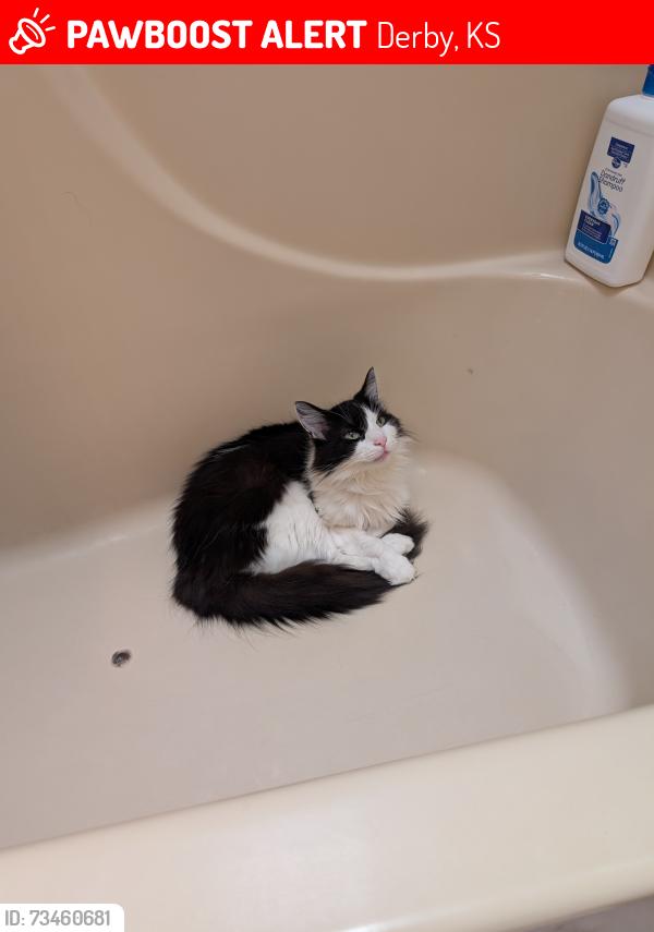 Lost Male Cat last seen Oak meadows and forest park, Derby, KS 67037