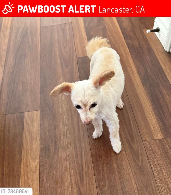 Lost Female Dog last seen J-8 and 45th street W, Lancaster Ca, Lancaster, CA 93536