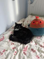 Lost Female Cat last seen Kern and Orion Road, Lake Orion, MI 48362