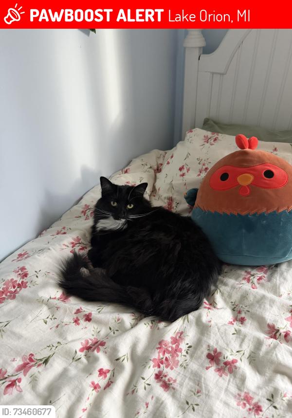 Lost Female Cat last seen Kern and Orion Road, Lake Orion, MI 48362
