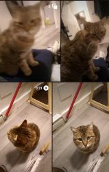 Lost Female Cat last seen Selkirk, Winnipeg, MB 