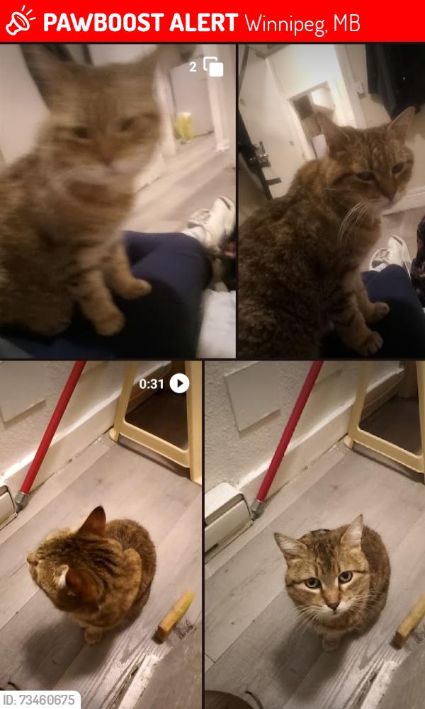 Lost Female Cat last seen Selkirk, Winnipeg, MB 