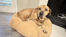 Reunited Female Dog last seen Mesquite golf club, Mesquite, TX 75150