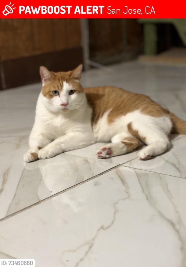 Lost Male Cat last seen Mt Everest Drive, San Jose, CA 95127