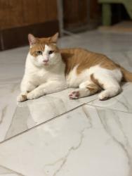 Lost Male Cat last seen Mt Everest Drive, San Jose, CA 95127
