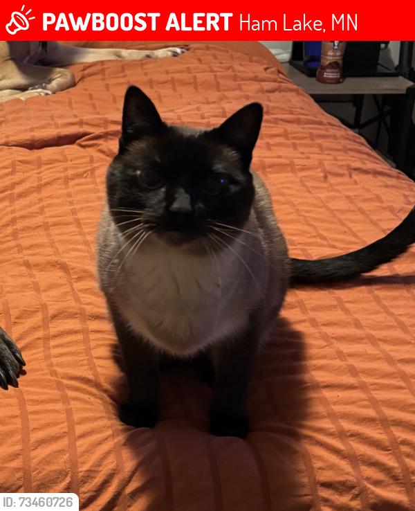 Lost Female Cat last seen Constance Blvd, Ham Lake, MN 55304