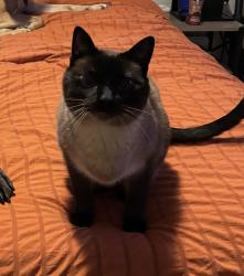 Lost Female Cat last seen Constance Blvd, Ham Lake, MN 55304