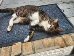 Found/Stray Unknown Cat last seen King Richard Blvd., Knob Creek Rd., Skyline Dr., Johnson City, TN 37604