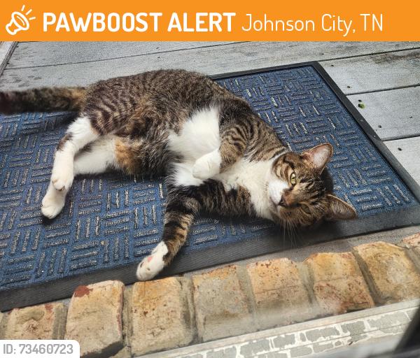 Found/Stray Unknown Cat last seen King Richard Blvd., Knob Creek Rd., Skyline Dr., Johnson City, TN 37604