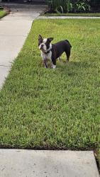 Reunited Male Dog last seen Charlynn Oaks Dr, Houston, TX 77070