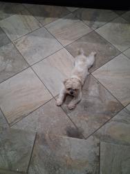 Lost Male Dog last seen Cortaro and midnight, Tucson, AZ 85741