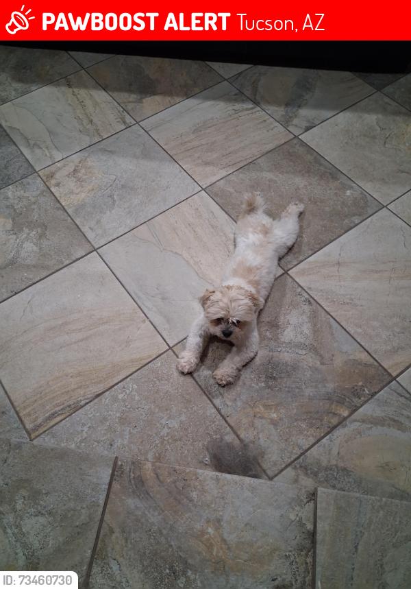 Lost Male Dog last seen Cortaro and midnight, Tucson, AZ 85741