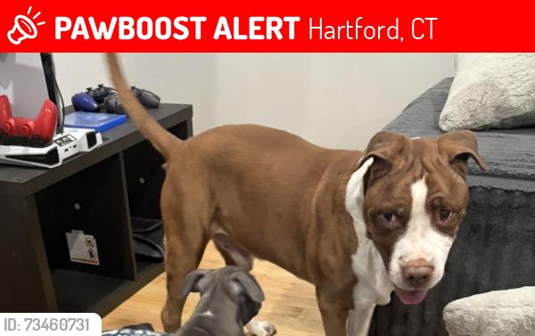 Lost Male Dog last seen Pawtucket st, Hartford, CT 06114