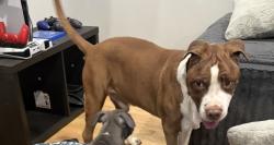 Lost Male Dog last seen Pawtucket st, Hartford, CT 06114