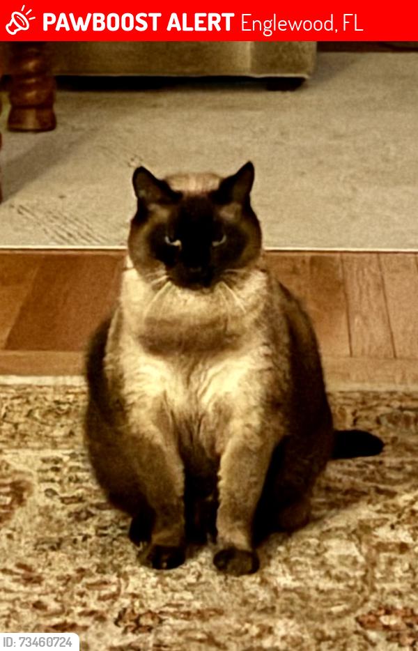 Lost Male Cat last seen Olive St. Elm St Edward’s, Englewood, FL 34223