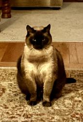 Lost Male Cat last seen Olive St. Elm St Edward’s, Englewood, FL 34223