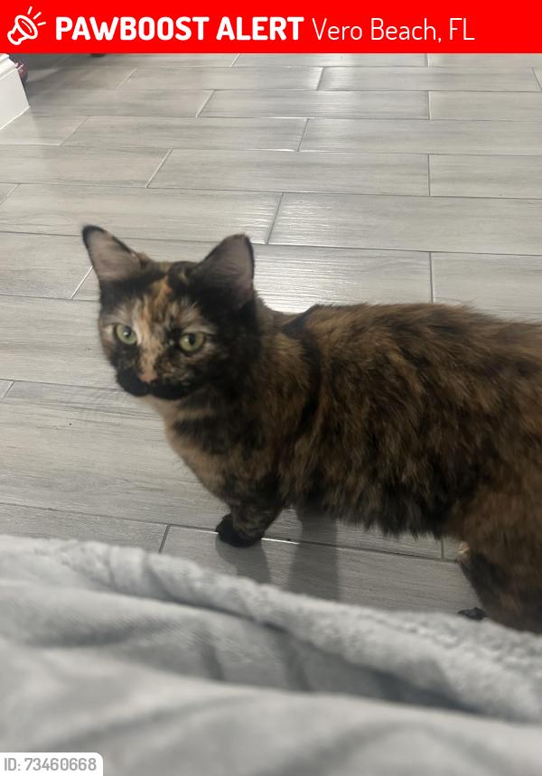 Lost Female Cat last seen Dixie Heights, Vero Beach, FL 32962