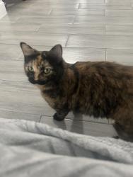 Lost Female Cat last seen Dixie Heights, Vero Beach, FL 32962