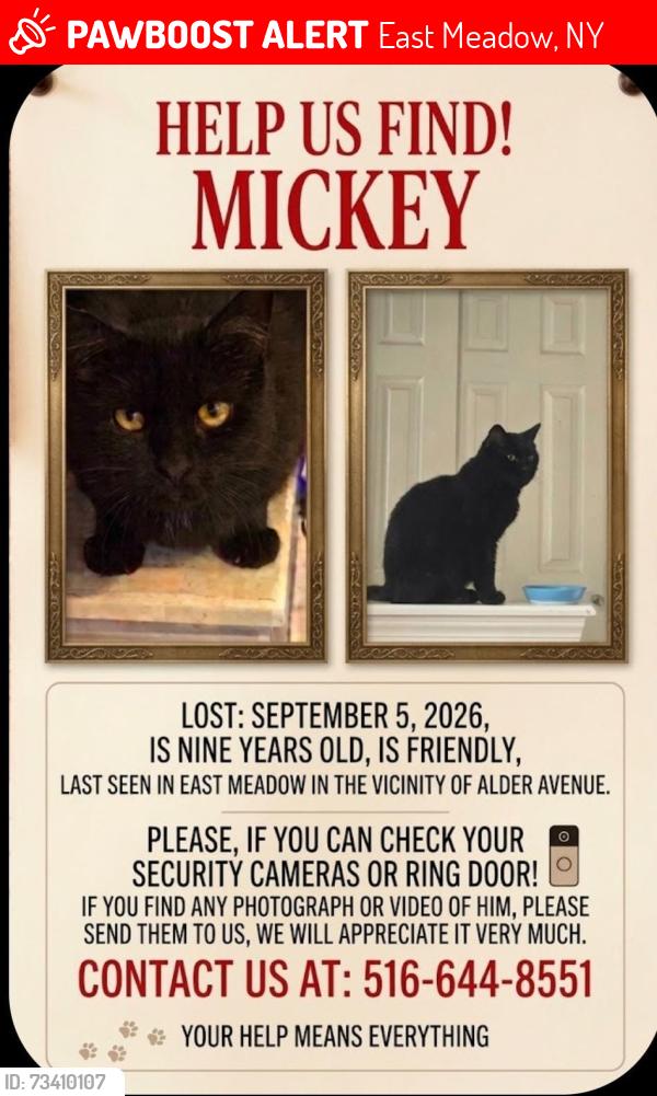 Lost Male Cat last seen Alder Ave east meadow nassua, East Meadow, NY 11554