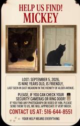 Lost Male Cat last seen Alder Ave east meadow nassua, East Meadow, NY 11554