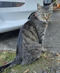 Found/Stray Female Cat last seen Sw 115th Ave, Tigard, OR near North Dakota., Tigard, OR 97223