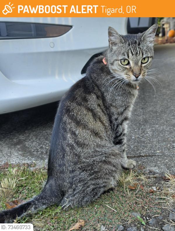 Found/Stray Female Cat last seen Sw 115th Ave, Tigard, OR near North Dakota., Tigard, OR 97223