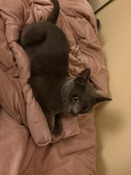 Lost Female Cat last seen Black Hills Forest Elementary, Aurora, CO 80016