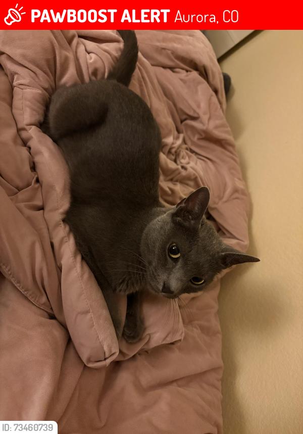 Lost Female Cat last seen Black Hills Forest Elementary, Aurora, CO 80016