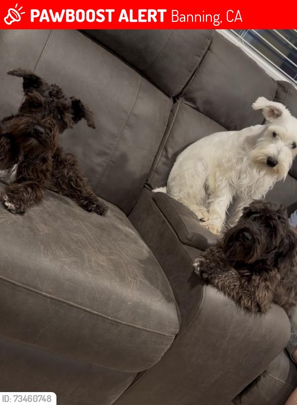 Lost Female Dog last seen 8th st, Banning, CA 92220