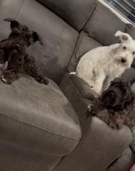 Lost Female Dog last seen 8th st, Banning, CA 92220