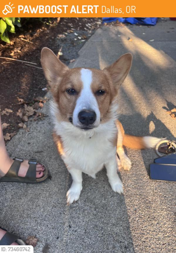 Found/Stray Male Dog last seen Eve Drive and Ashley Street, Dallas, OR 97338
