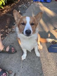 Found/Stray Male Dog last seen Eve Drive and Ashley Street, Dallas, OR 97338