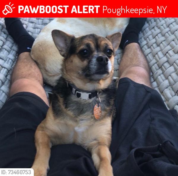 Lost Female Dog last seen Noxon and Titusville near the Dunkin, Poughkeepsie, NY 12603