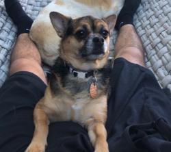 Lost Female Dog last seen Noxon and Titusville near the Dunkin, Poughkeepsie, NY 12603