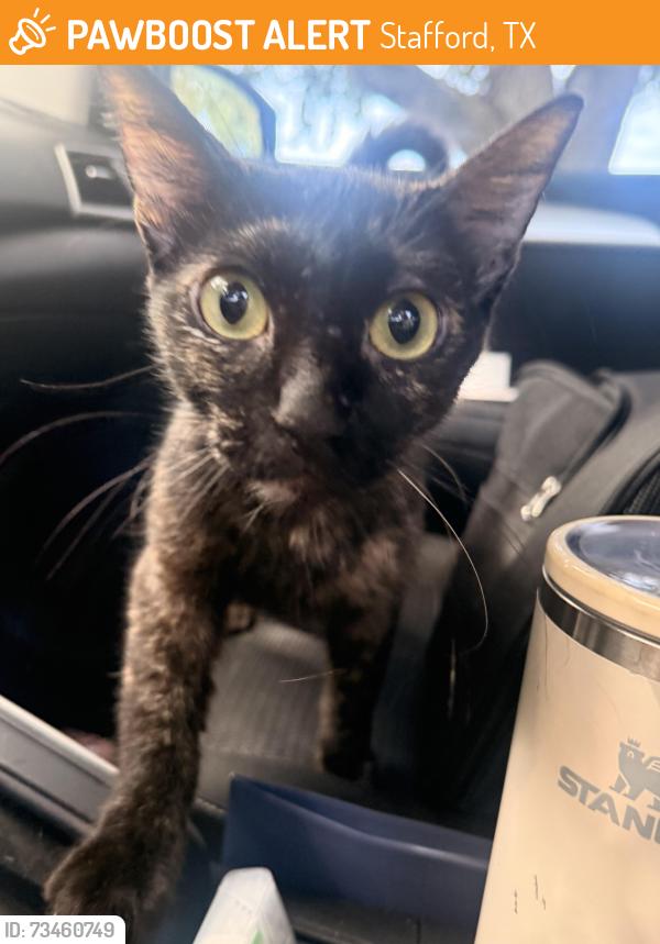 Found/Stray Female Cat last seen Murphy, Stafford, TX 77477