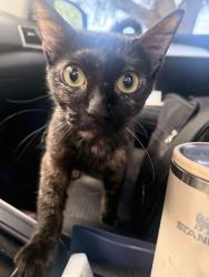 Found/Stray Female Cat last seen Murphy, Stafford, TX 77477
