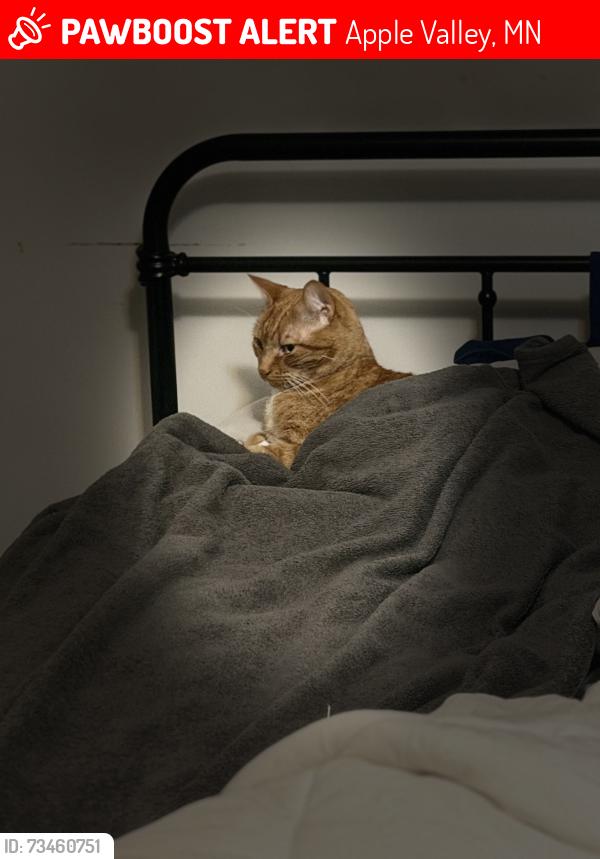 Lost Male Cat last seen 157th galaxie ave, Apple Valley, MN 55124