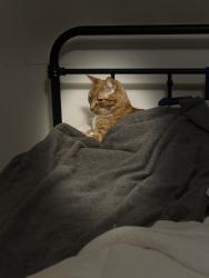 Lost Male Cat last seen 157th galaxie ave, Apple Valley, MN 55124