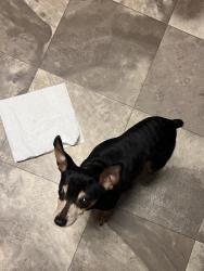 Found/Stray Female Dog last seen Pitty pat dr, McDonough, GA 30253