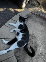 Found/Stray Unknown Cat last seen Requeza, Encinitas, CA 92024