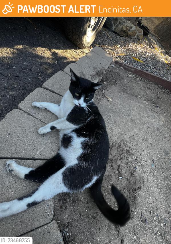 Found/Stray Unknown Cat last seen Requeza, Encinitas, CA 92024