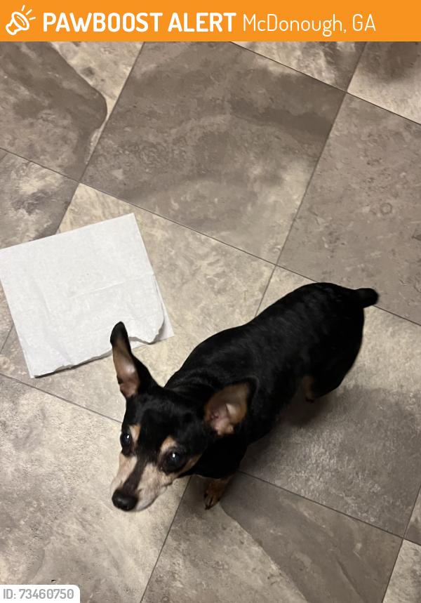 Found/Stray Female Dog last seen Pitty pat dr, McDonough, GA 30253