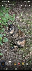 Reunited Female Cat last seen Near MACFARLANE RD, Duluth, MN 55811
