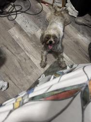 Found/Stray Female Dog last seen 27th street and 3rd Ave south, St. Petersburg, FL 33712