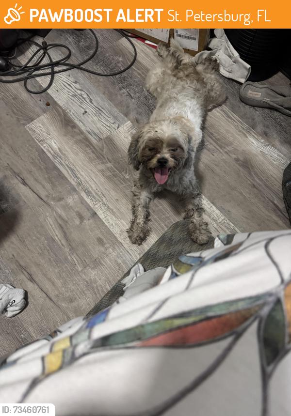 Found/Stray Female Dog last seen 27th street and 3rd Ave south, St. Petersburg, FL 33712