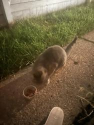 Found/Stray Unknown Cat last seen 26th and Oklahoma, Milwaukee, WI 53215