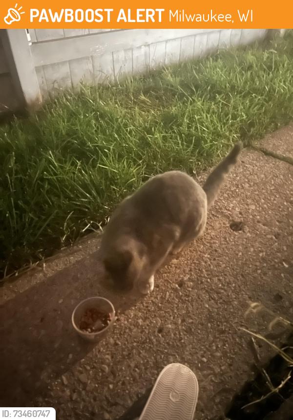 Found/Stray Unknown Cat last seen 26th and Oklahoma, Milwaukee, WI 53215
